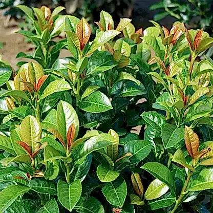 Volcano Cherry Laurel
