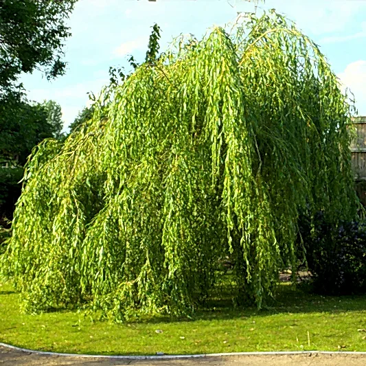 Weeping Willow