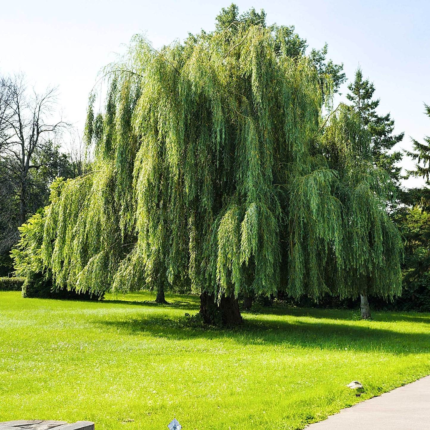 Weeping Willow