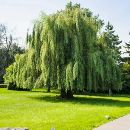 Weeping Willow