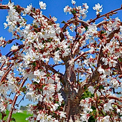Weeping Yoshino Flowering Cherry