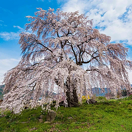 Weeping Yoshino Flowering Cherry