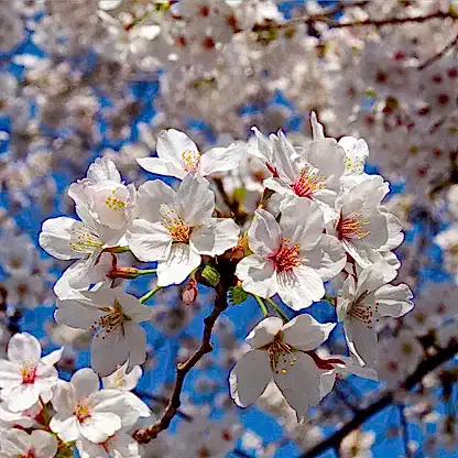 Weeping Yoshino Flowering Cherry