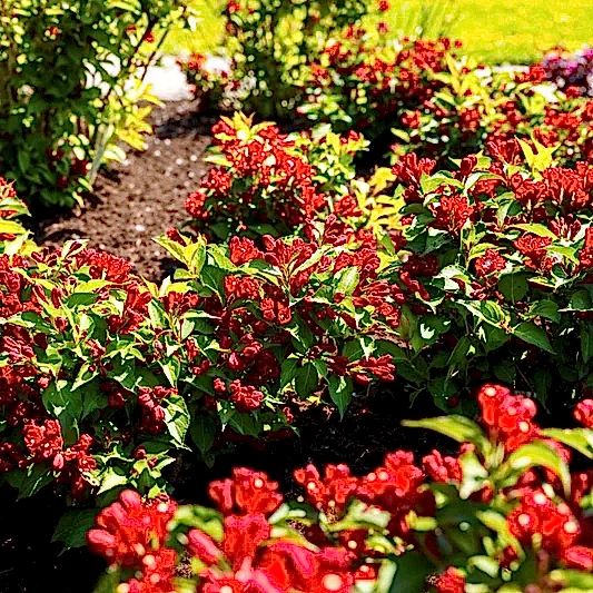 Maroon Swoon® Weigela