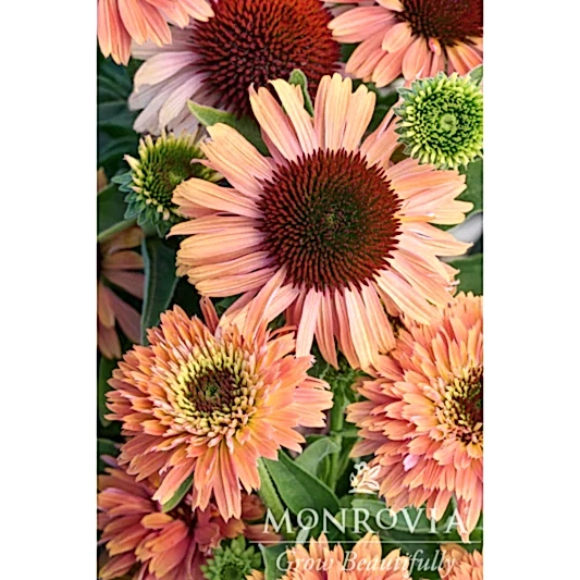 Fresco® Apricot Coneflower