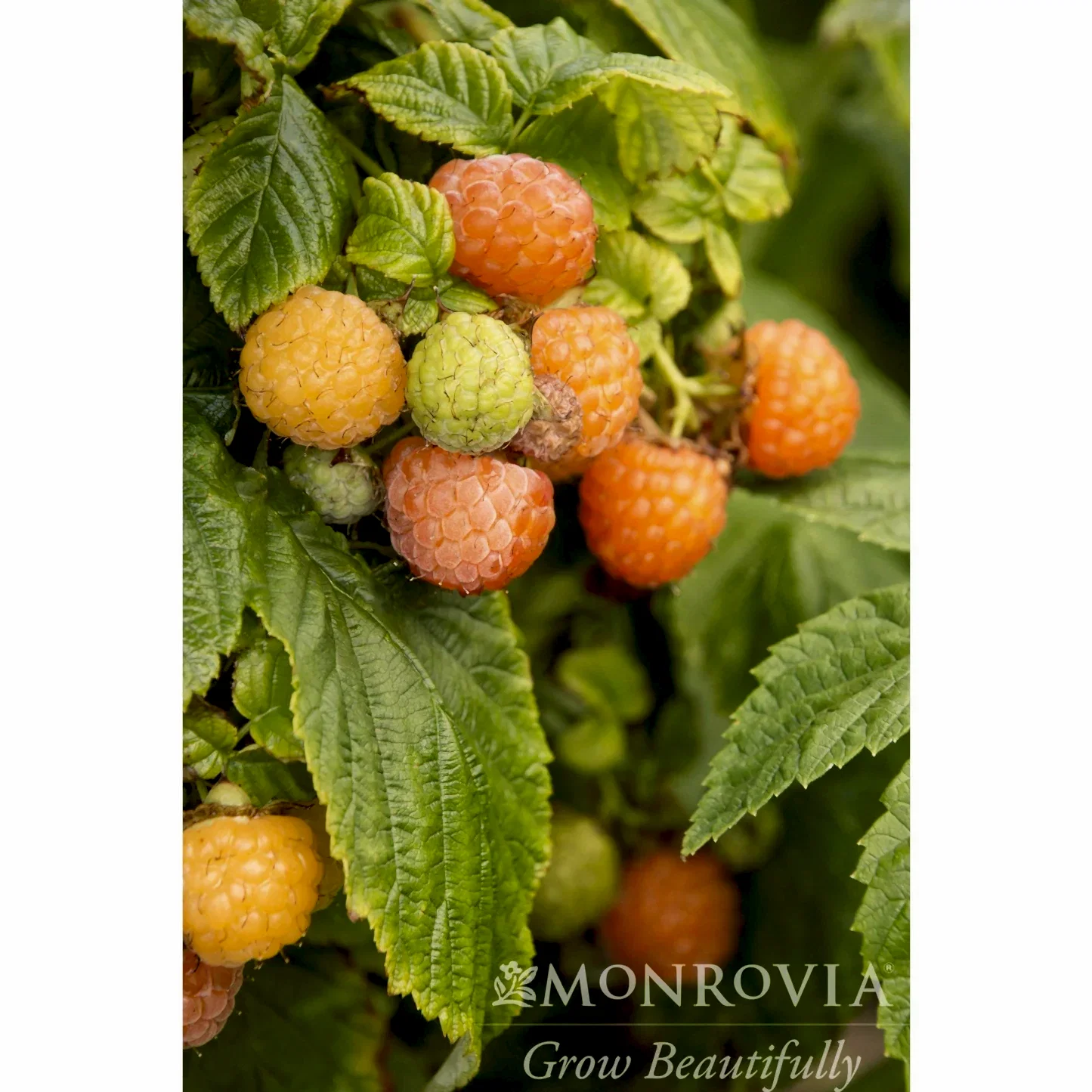 Fall Gold Raspberry