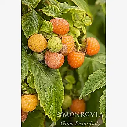 Fall Gold Raspberry