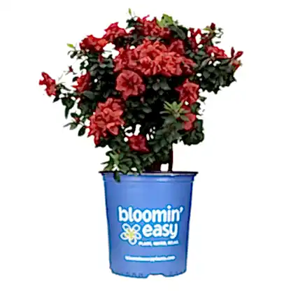 Ever After™ Ruby Azalea