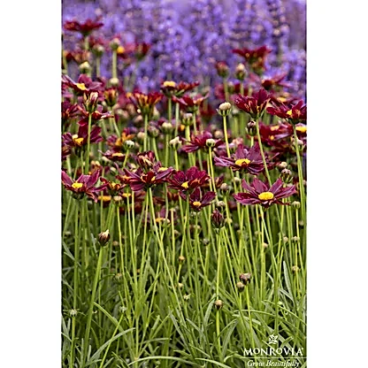 Li'l Bang™ Red Elf Coreopsis