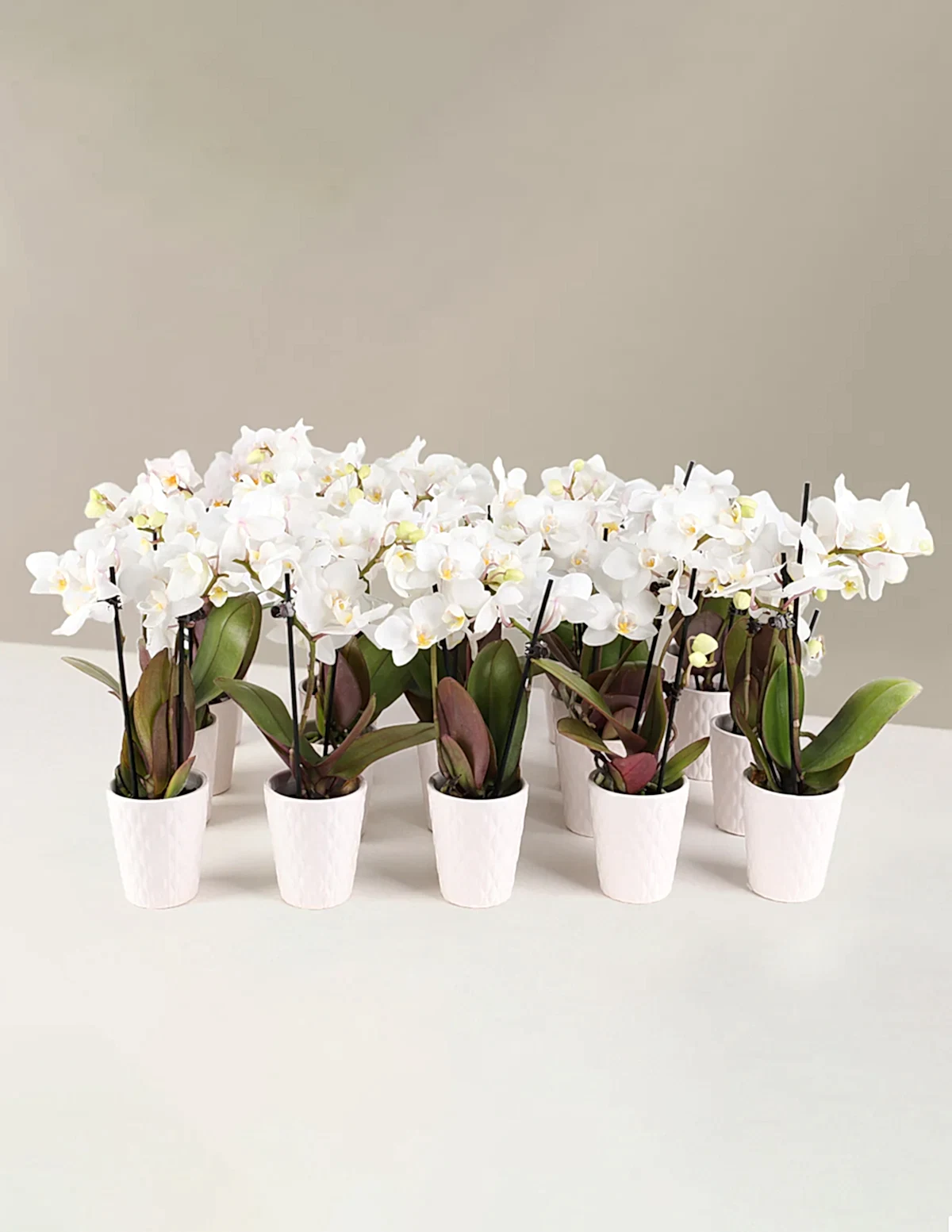 Orchid Party Pack, Set of 20