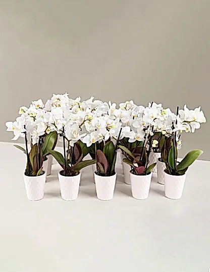 Orchid Party Pack, Set of 20
