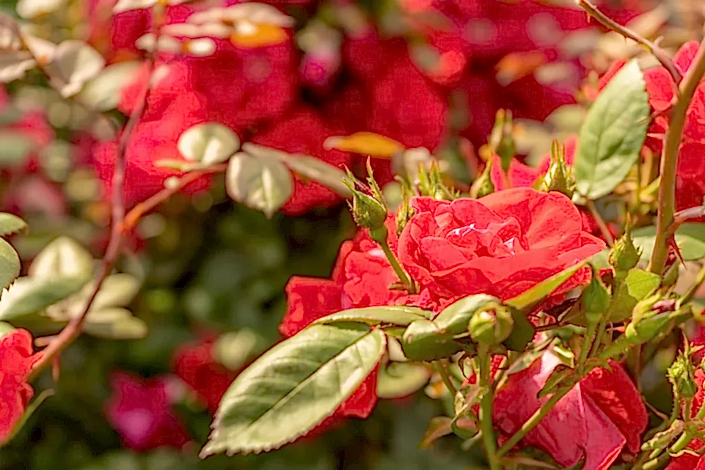 Rose