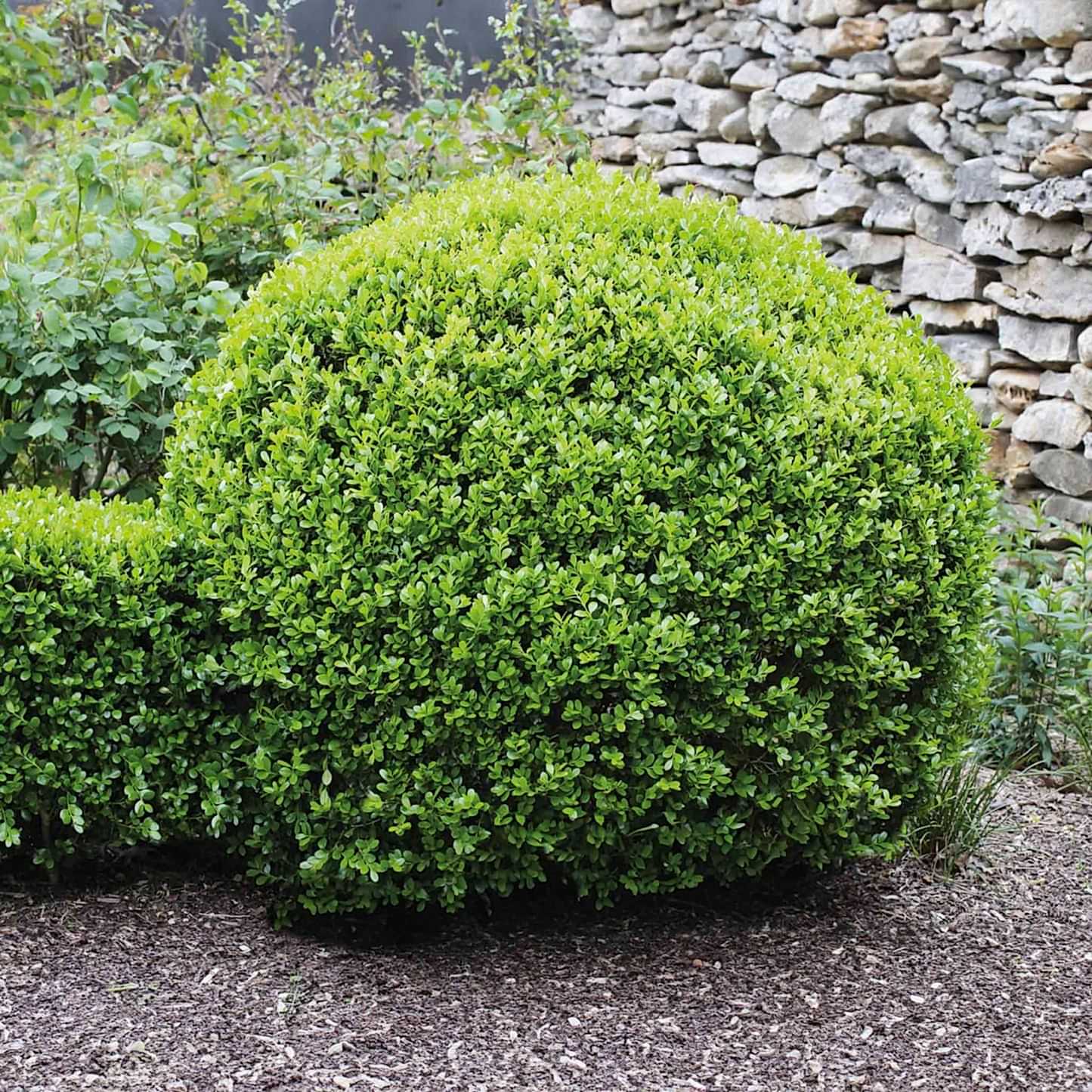 Winter Gem Boxwood