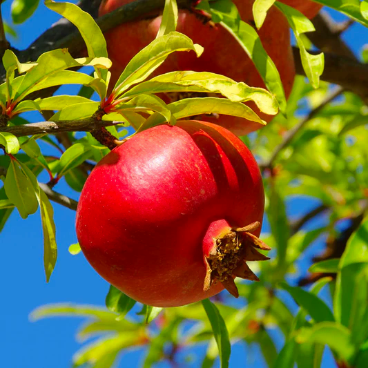 Wonderful Pomegranate Tree