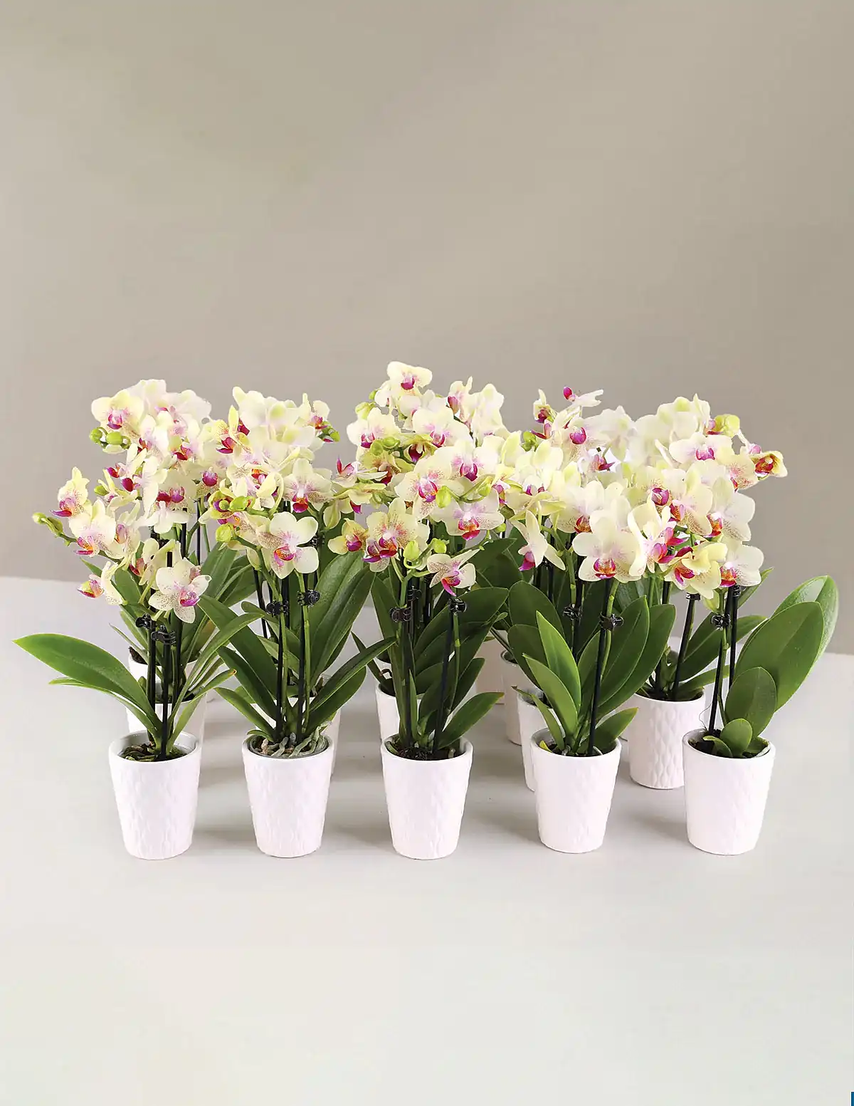 Orchid Party Pack, Set of 20
