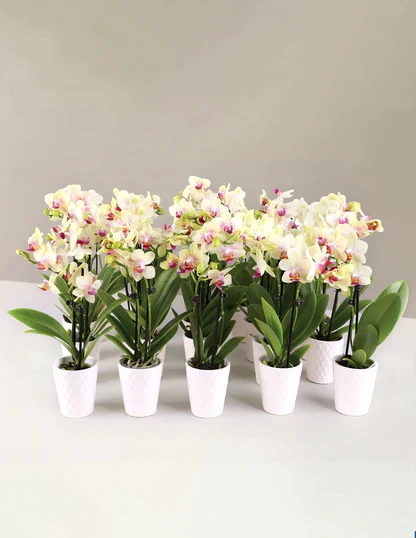 Orchid Party Pack, Set of 20