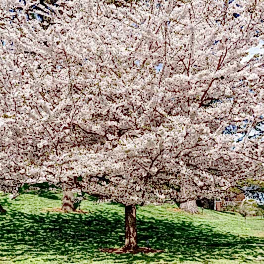 Yoshino Flowering Cherry Tree
