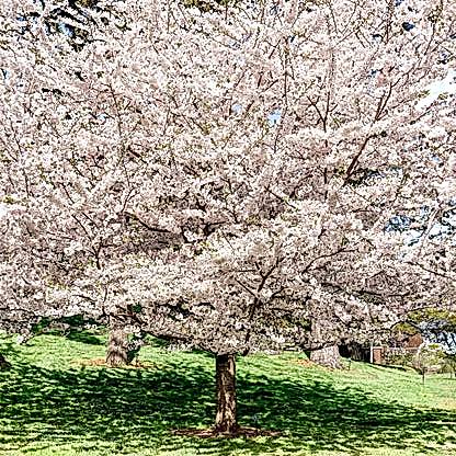 Yoshino Flowering Cherry Tree