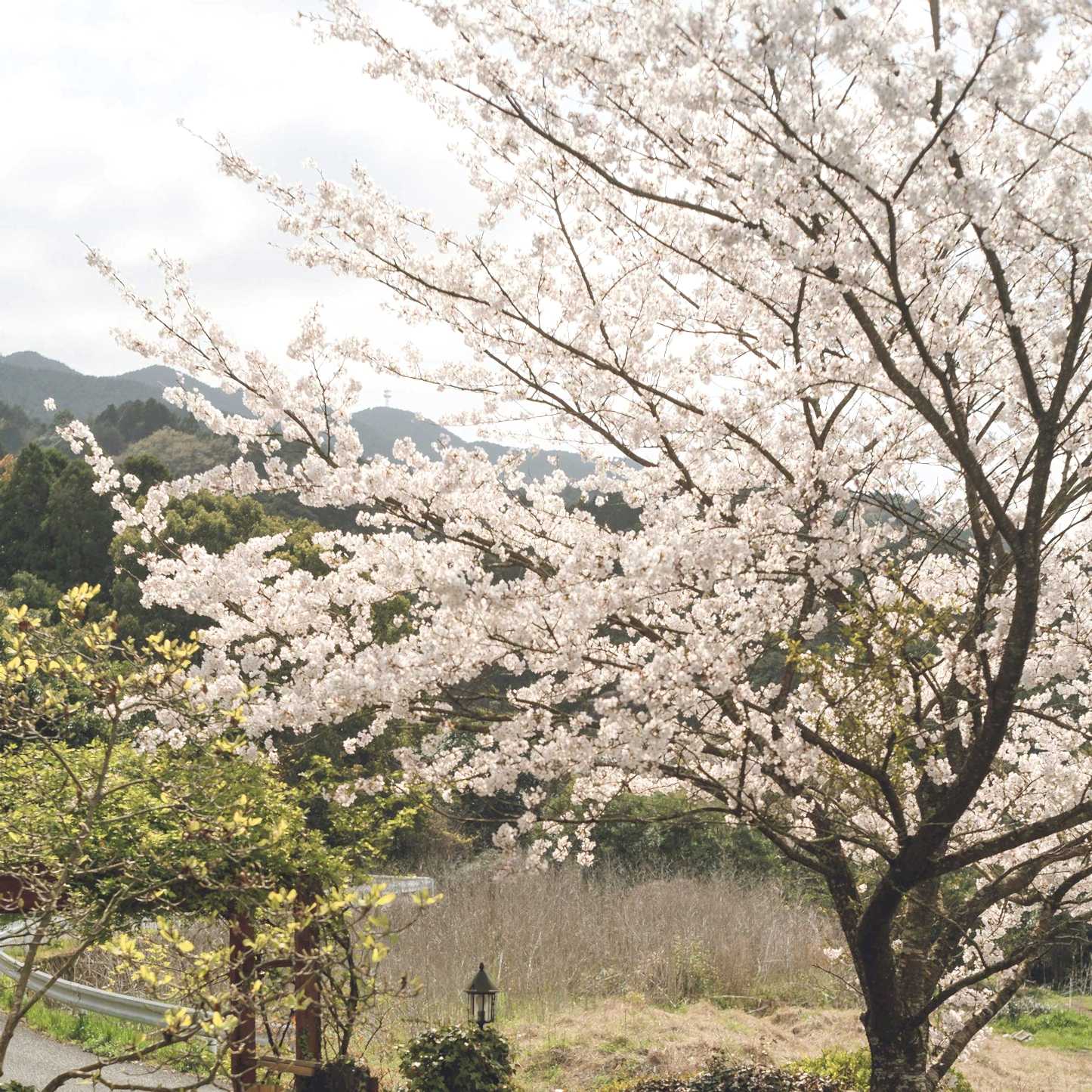 Yoshino Flowering Cherry Tree