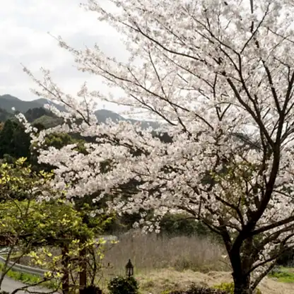 Yoshino Flowering Cherry Tree