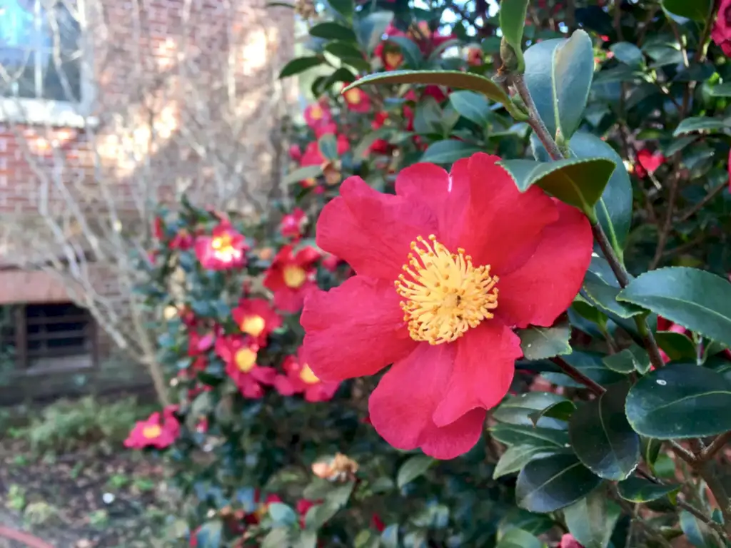 Camellia