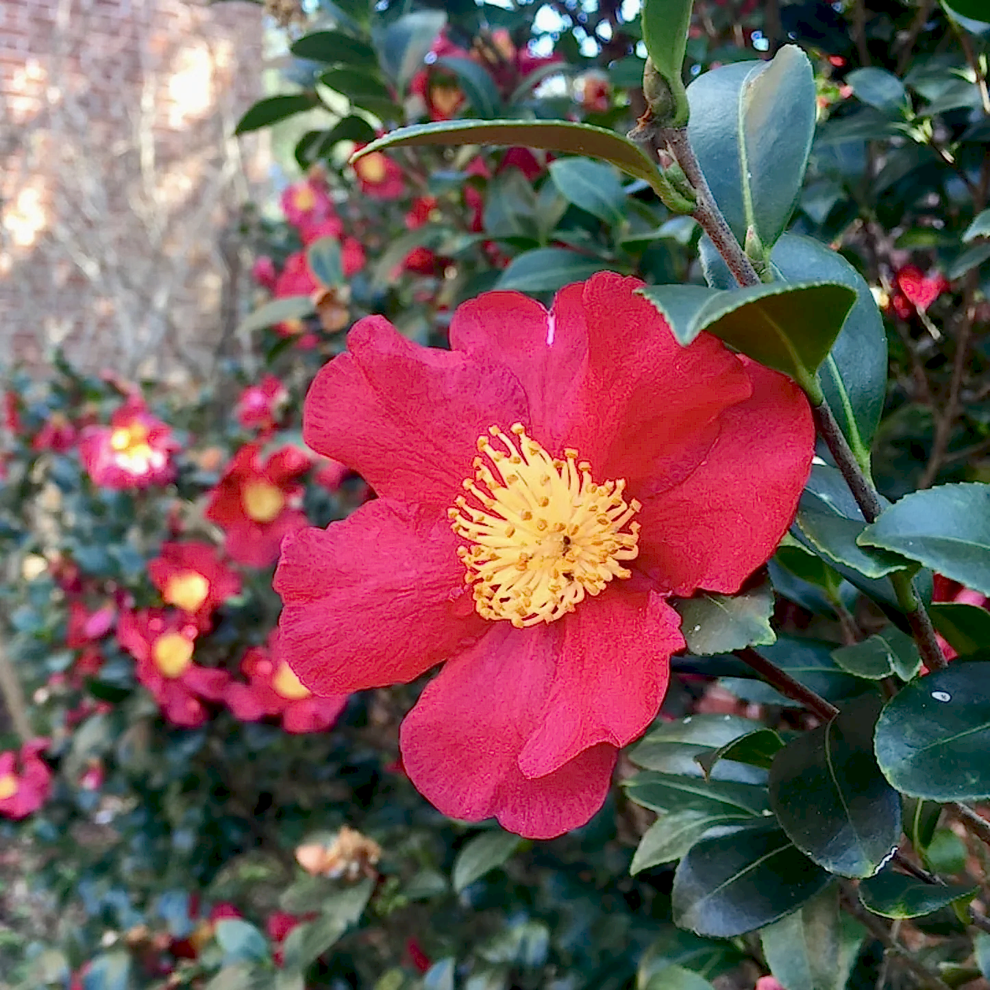 Yuletide Camellia
