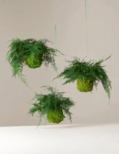 Preserved Fern Kokedama