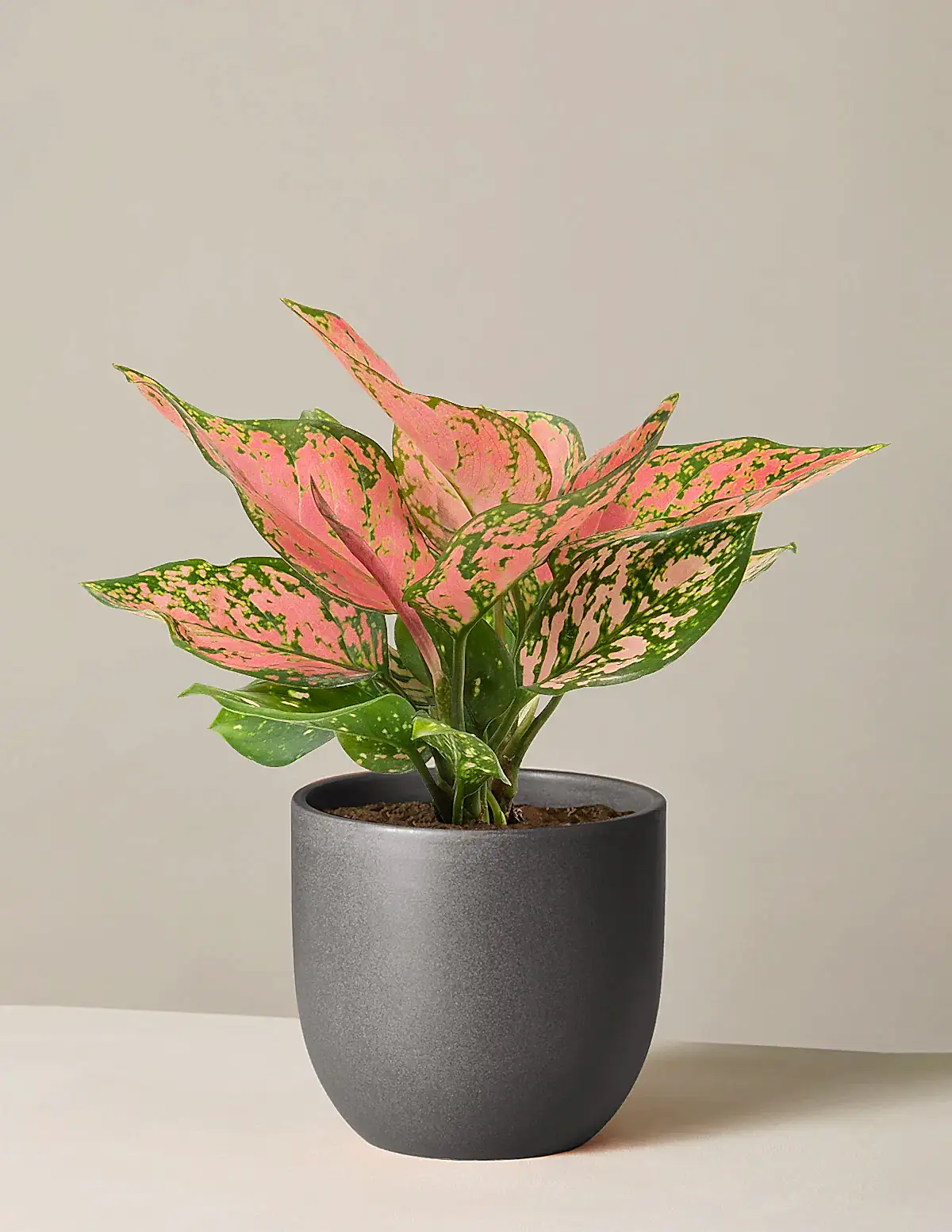 Aglaonema Wishes
