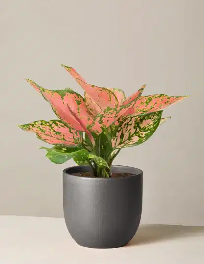 Aglaonema Wishes