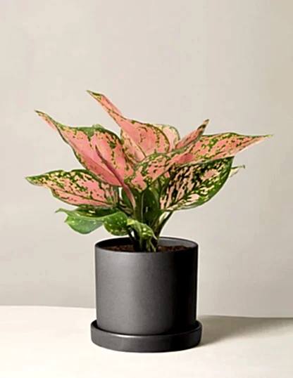 Aglaonema Wishes