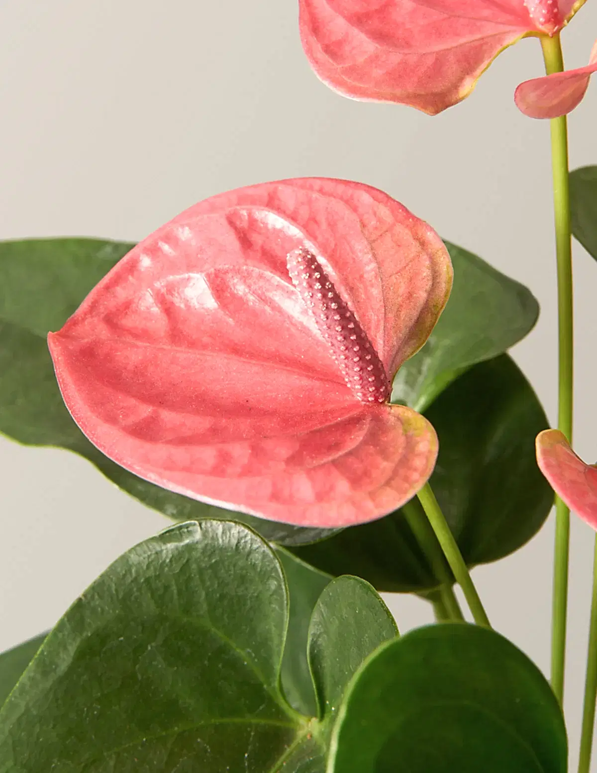 Pink Anthurium