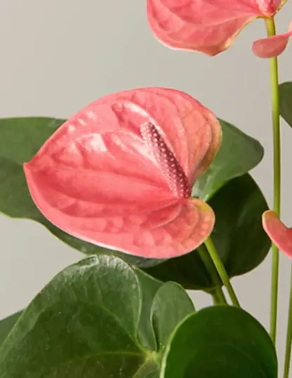 Pink Anthurium