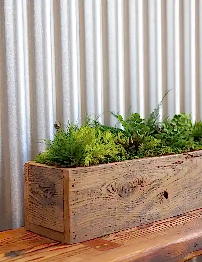 Preserved Moss & Fern Box