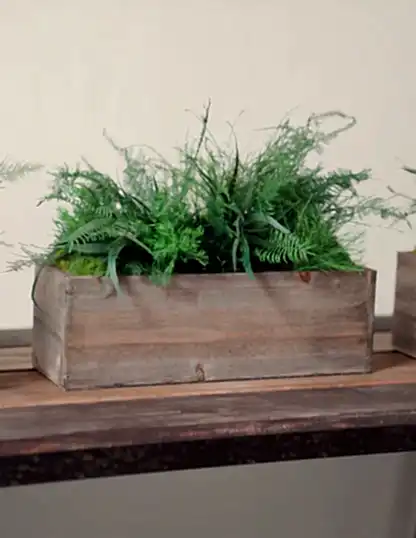 Preserved Moss & Fern Box