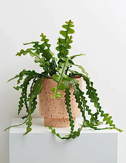 Terrazzo Banjo Planter
