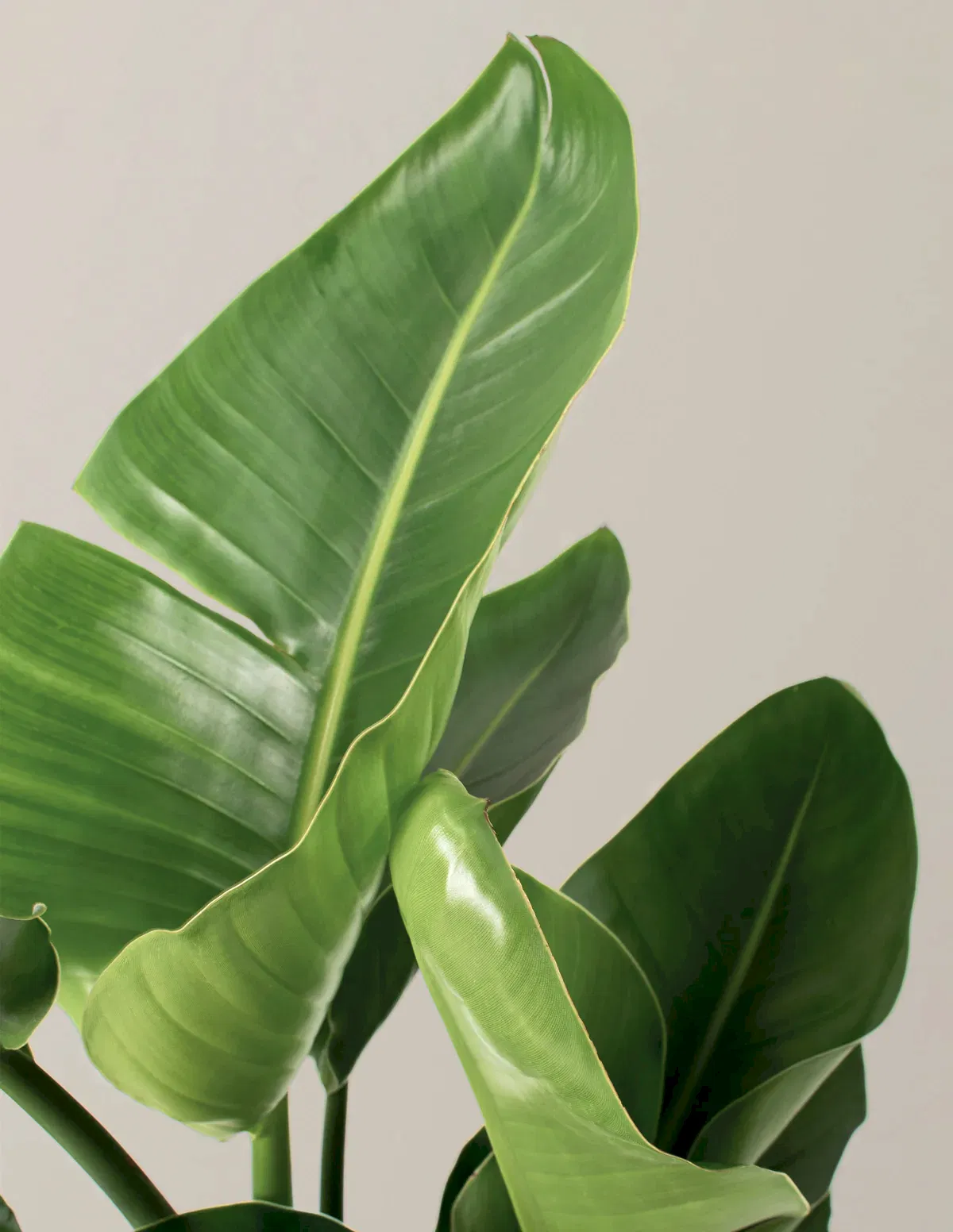Bird of Paradise