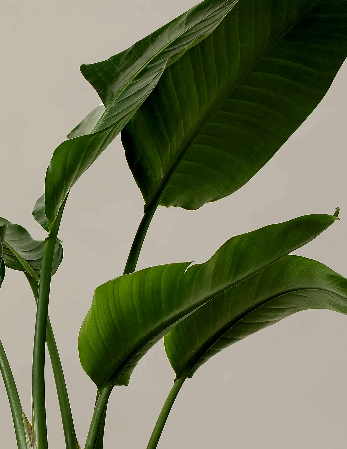 Bird of Paradise