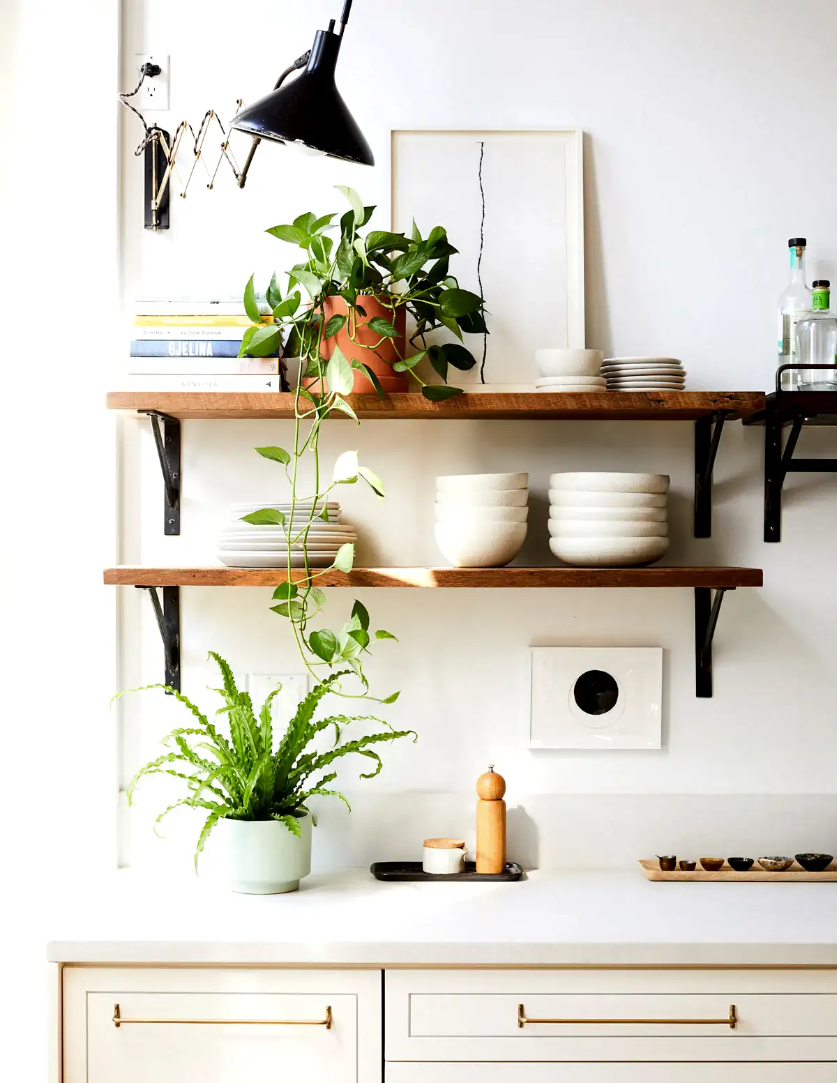 Bird’s Nest Fern