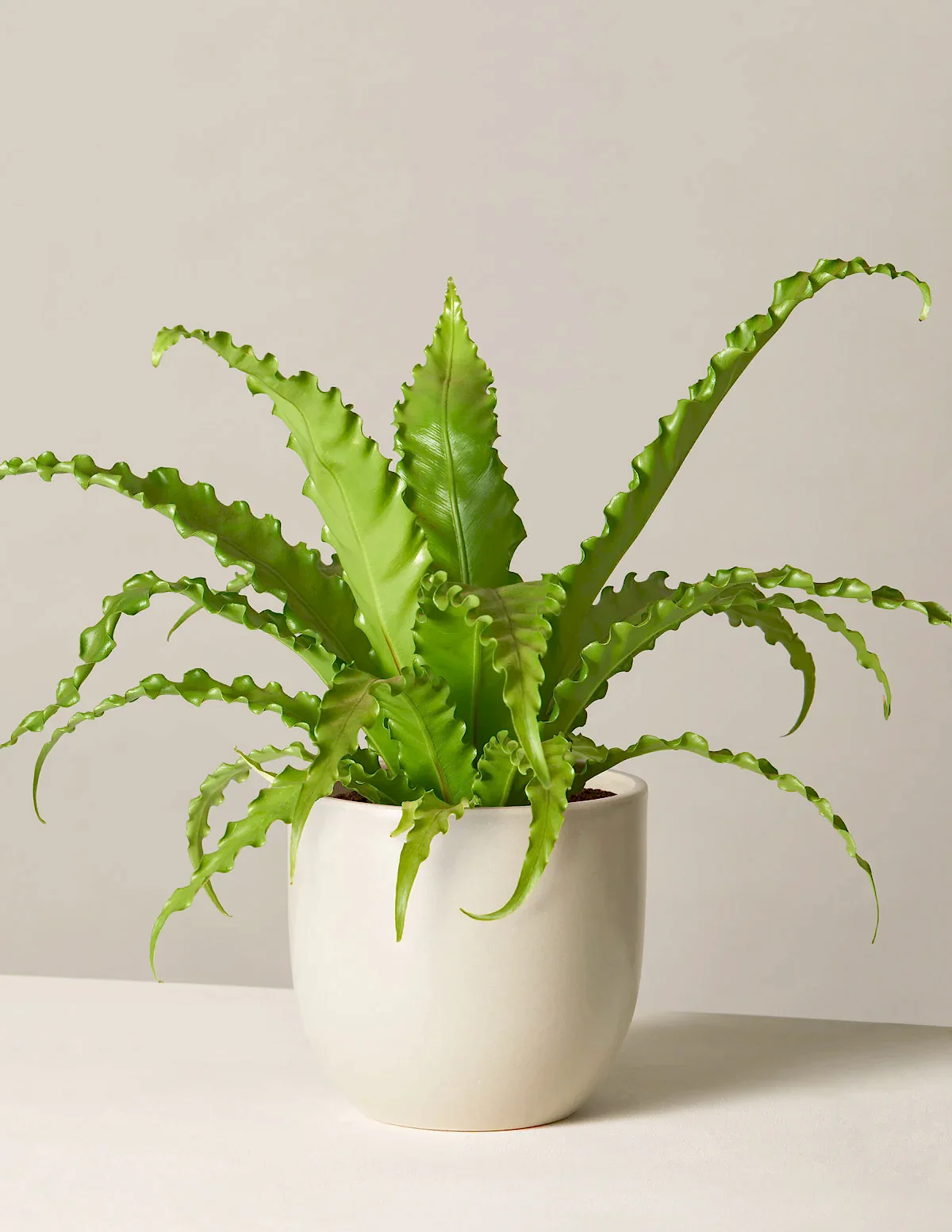 Bird’s Nest Fern