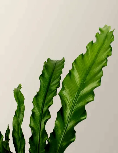Bird’s Nest Fern