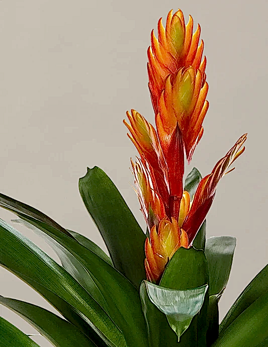 Bromeliad Vriesea Intenso Orange
