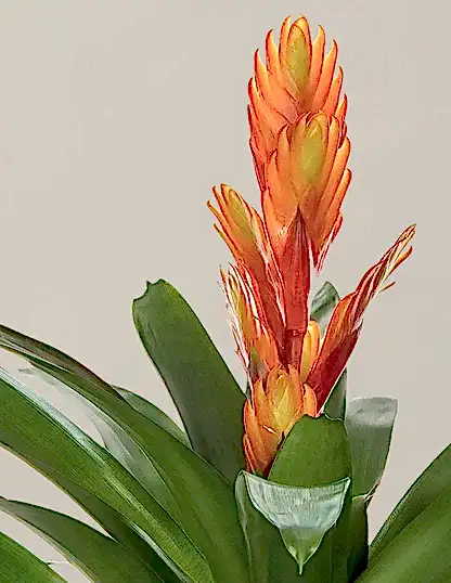 Bromeliad Vriesea Intenso Orange