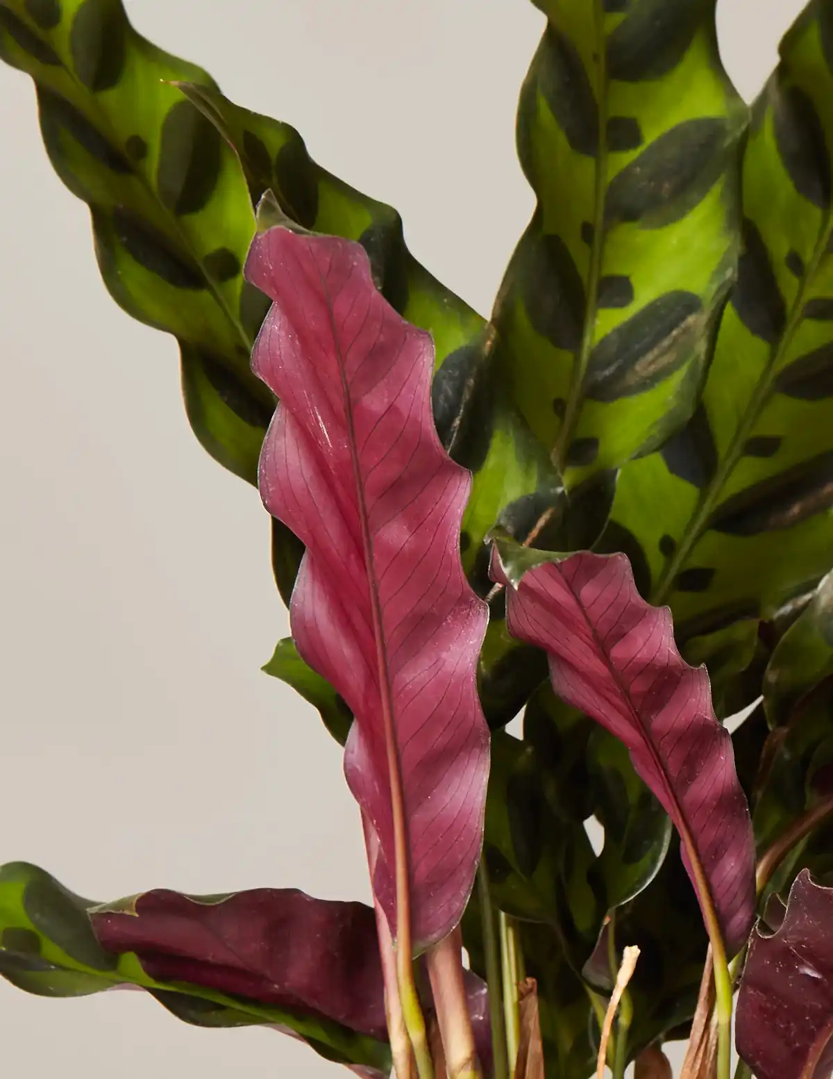 Calathea Rattlesnake