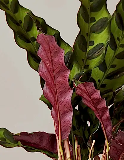 Calathea Rattlesnake