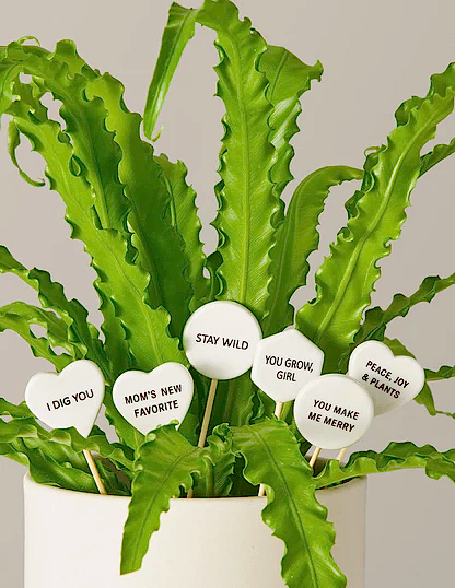 Ceramic Gift Message Pops