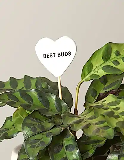 Ceramic Gift Message Pops