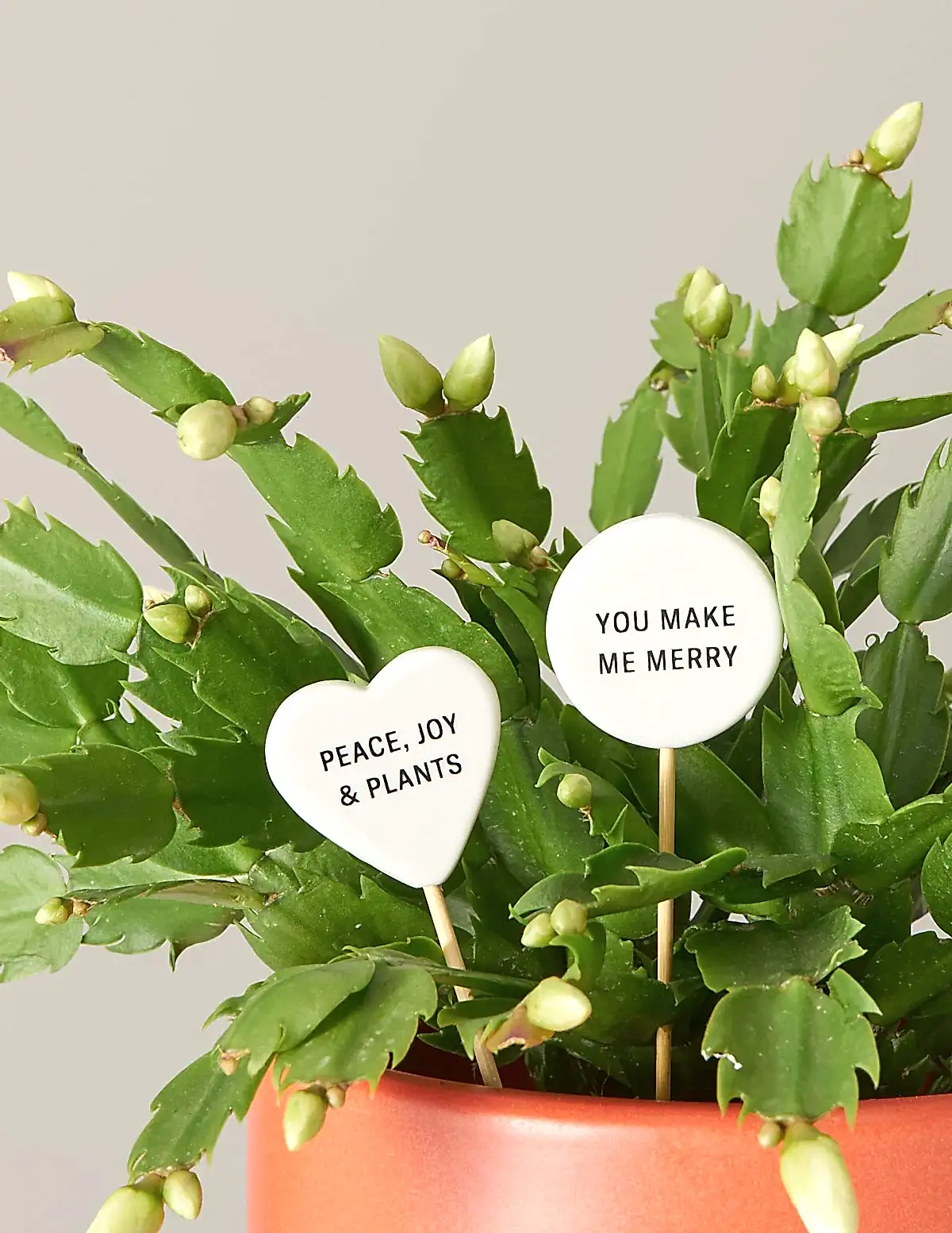 Ceramic Gift Message Pops