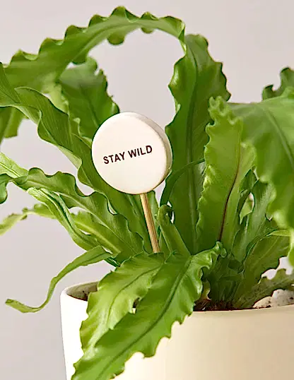Ceramic Gift Message Pops