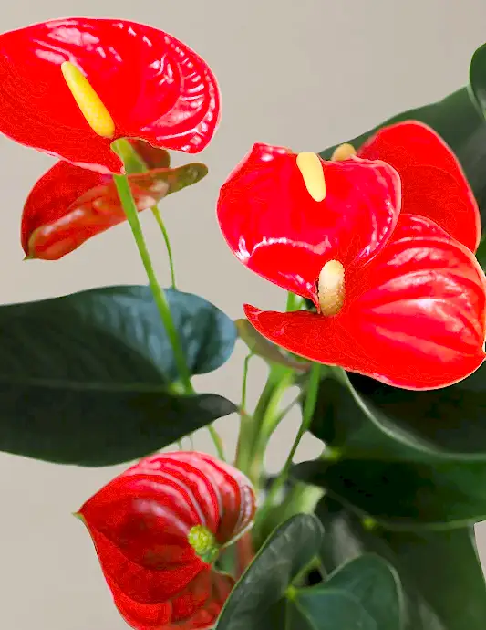 Coral Anthurium