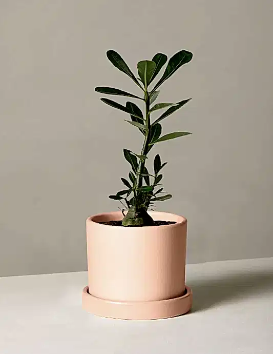 Desert Rose